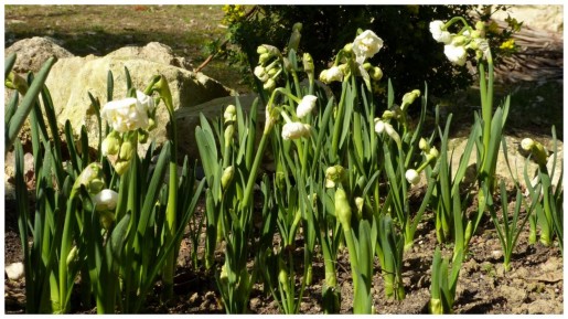 Narcisses-blanc-au-palmier-1 (Copier)
